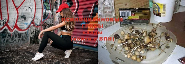 индика Богородск